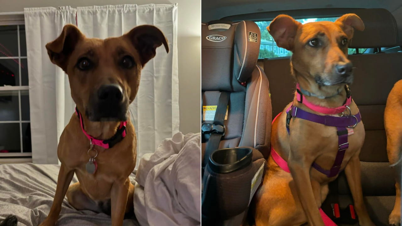 Aaliah's long stay at the shelter.