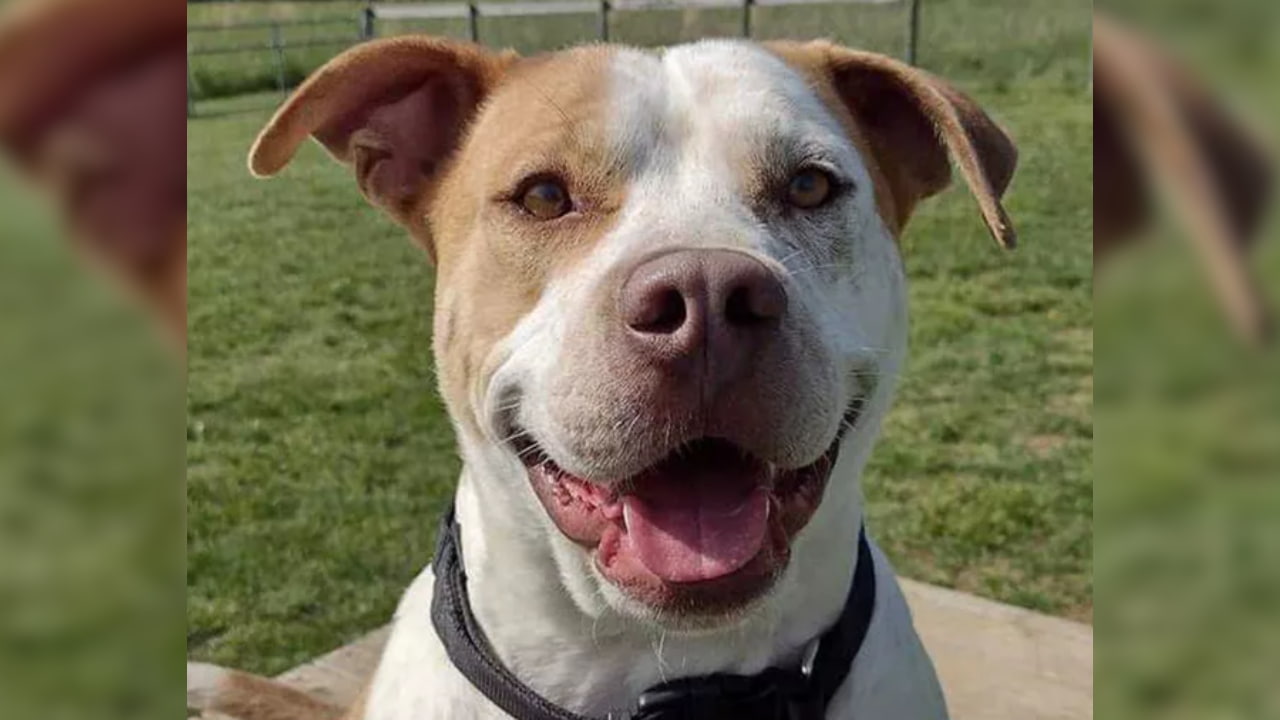 Rockie’s life-saving blood donation for Ice.