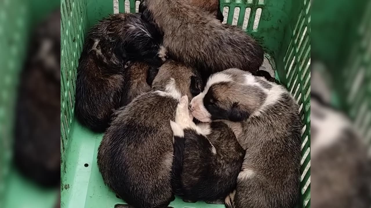 Helpless puppies find warmth and love.
