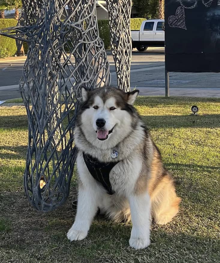 Alaskan Malamute