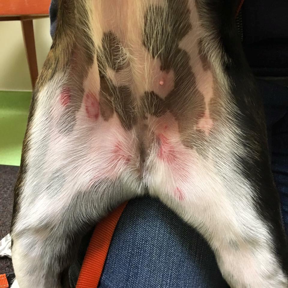 Red Spots on Dog Belly
