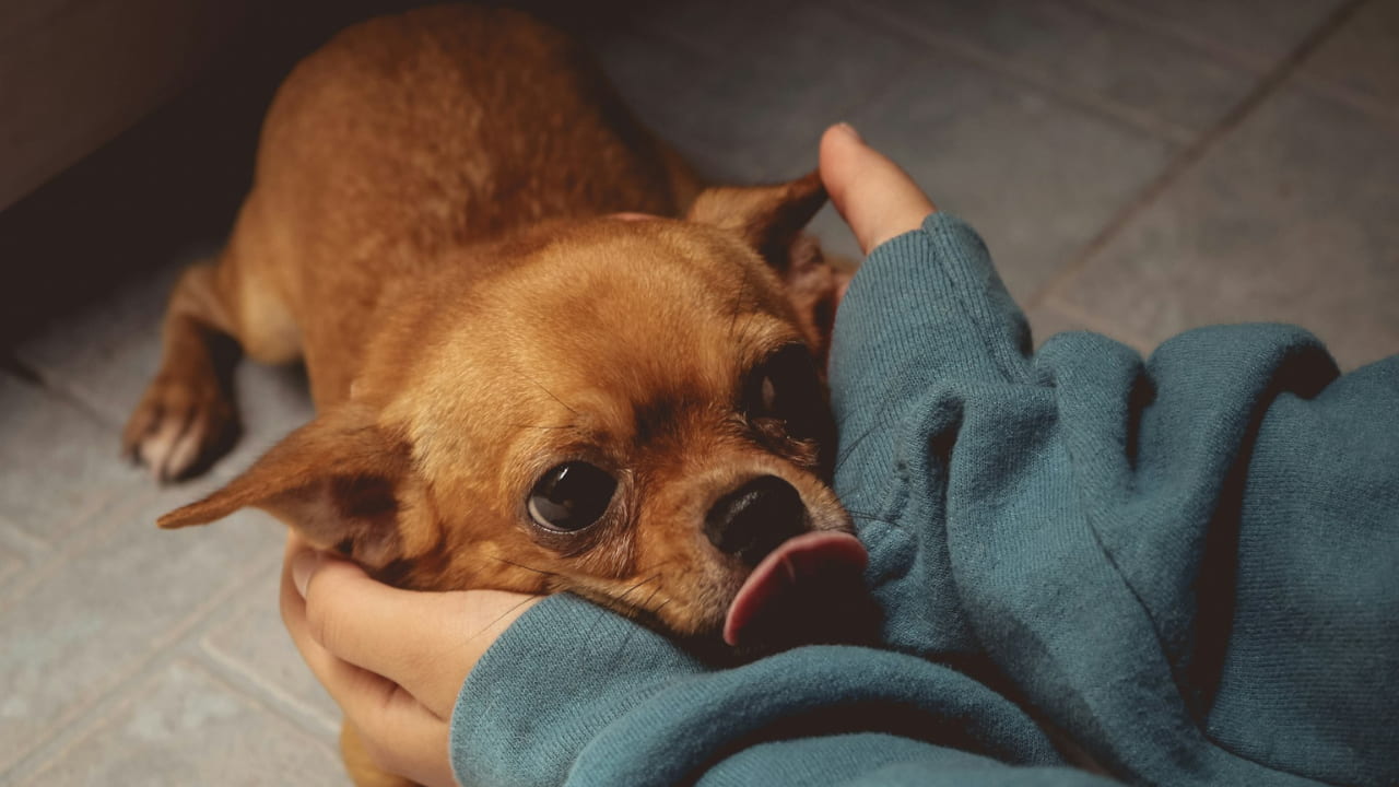 Dogs don’t just see your pain—they feel it too.