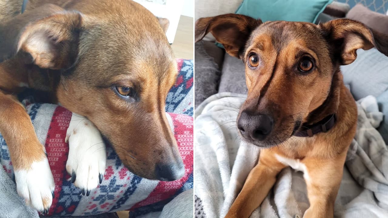 Every lost dog has a story; your love could be their happy ending.