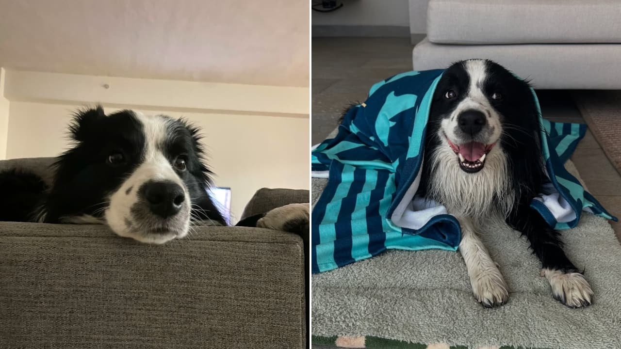 Home is where the wag is!