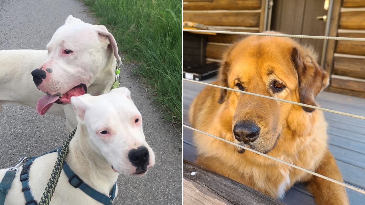 Quiet, loyal, and protective dog breeds that rarely bark