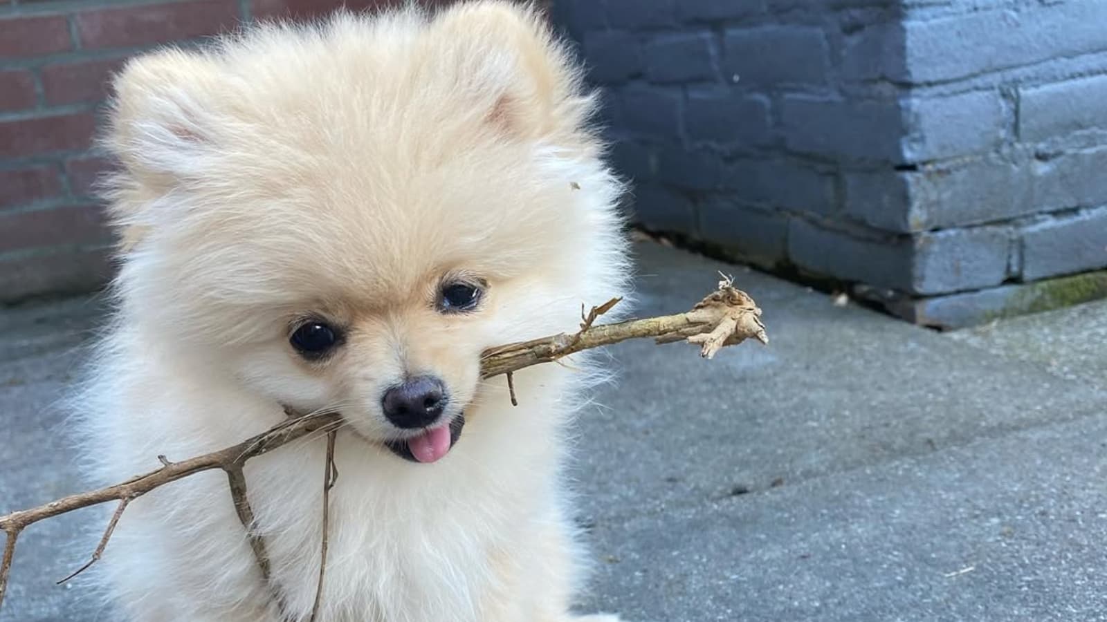 Adorable Pomeranian Dogs