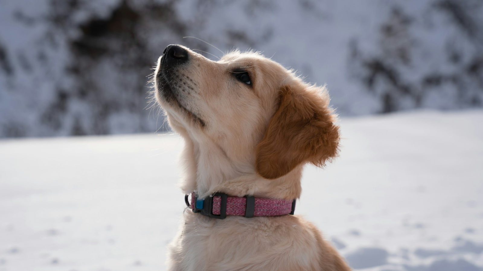 Winter Dog Care Tips