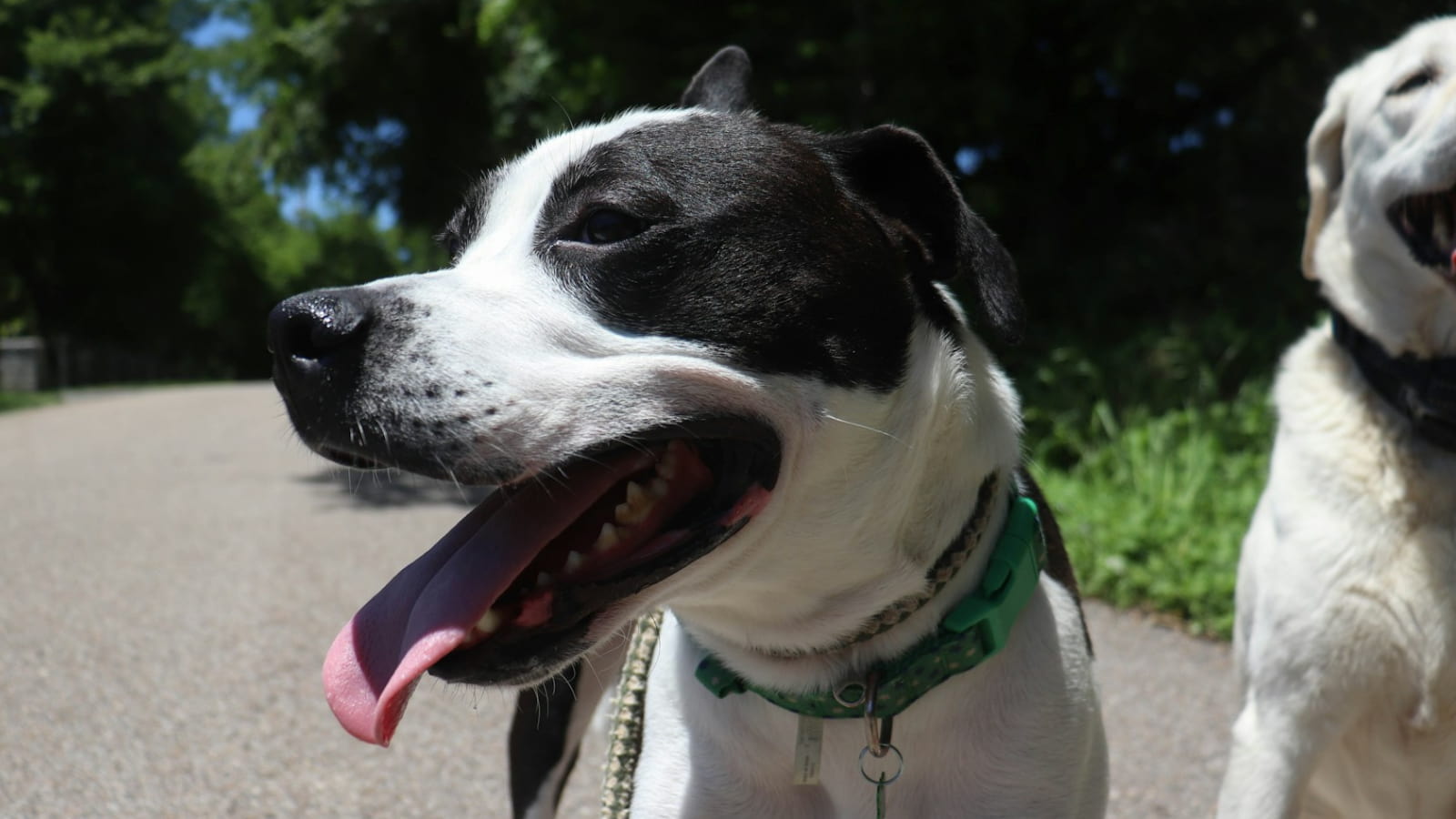 Happy dog enjoying a walk before a holiday trip, showing stress-free travel preparation