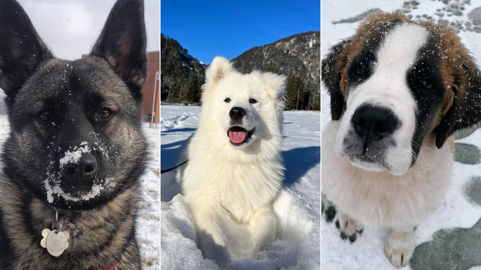 Dogs Made for the Cold Weather