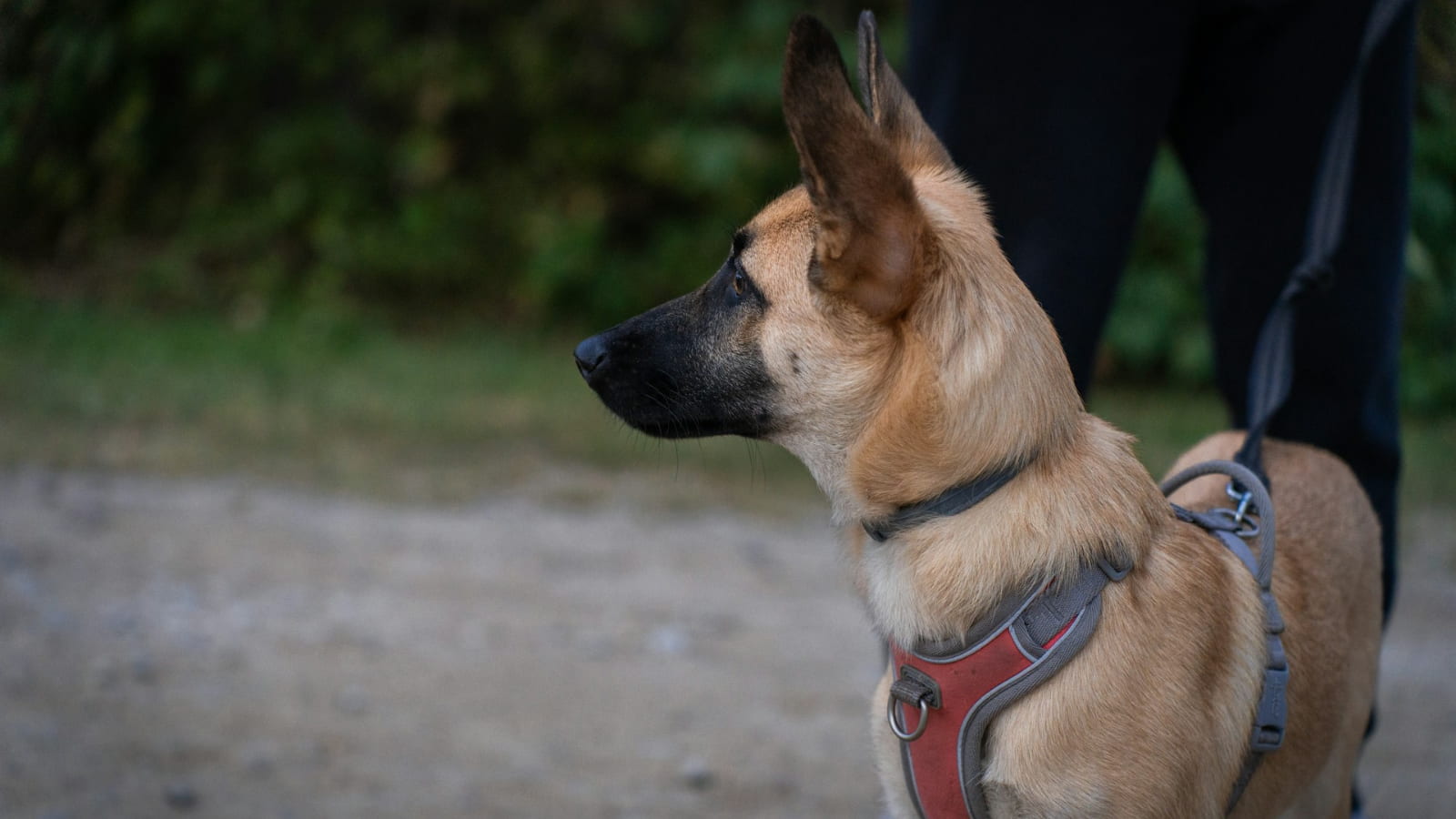 Transform your pup into a well-behaved, confident companion in just 15 days!