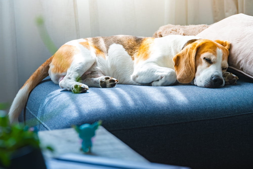 Your dog's sleep movements offer clues about canine dreams and the science behind them.