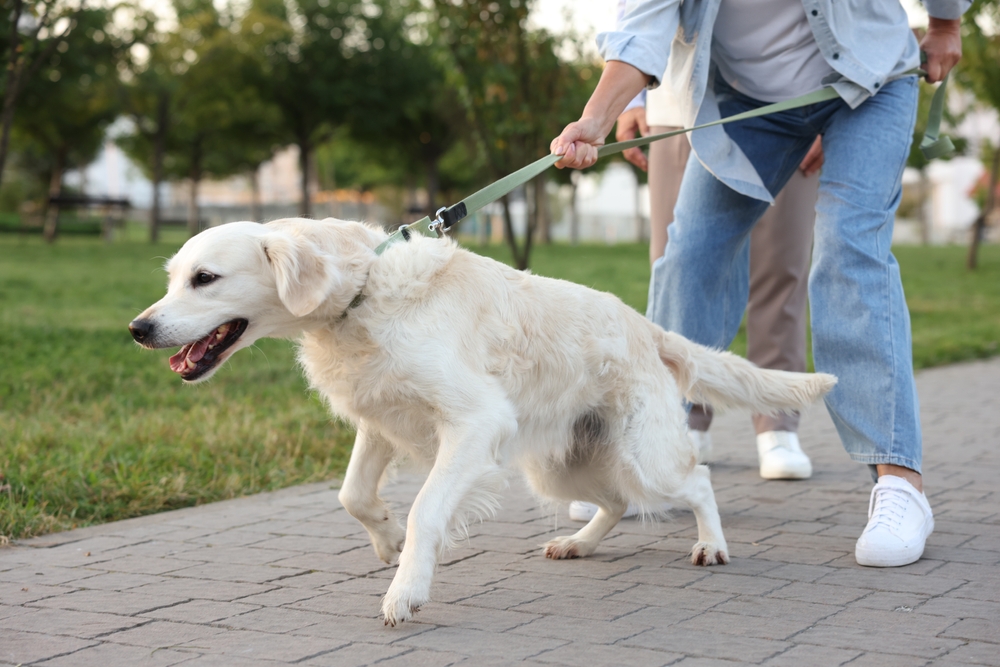 Woman,Walking,With,Adorable,Golden,Retriever,Dog,Outdoors,,Closeup